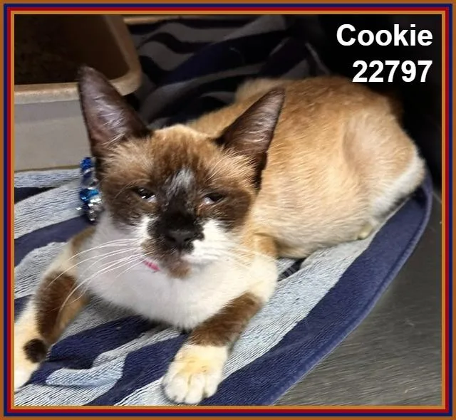 Cookie thumbnail 4