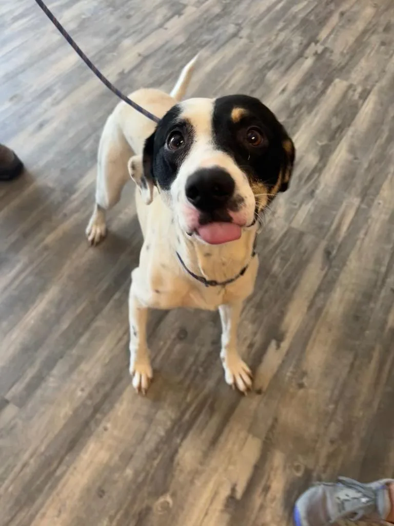 A young large-sized female Hound dog named Mj for adoption in Liverpool, NY