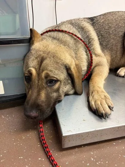 A baby large-sized female Anatolian Shepherd dog named Katara for adoption in South Bend, IN