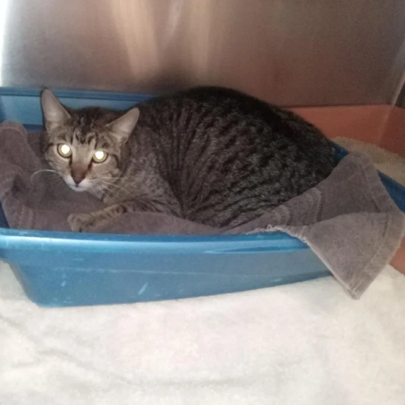 A young small-sized female Gray / Blue / Silver Domestic Short Hair cat named Nadia for adoption in Upland, CA