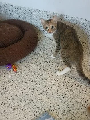 A baby small-sized female Domestic Short Hair cat named Granite for adoption in Atlanta, GA