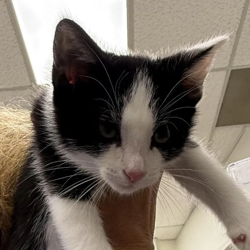 A baby small-sized male Domestic Short Hair cat named Weasley for adoption in Cumming, GA