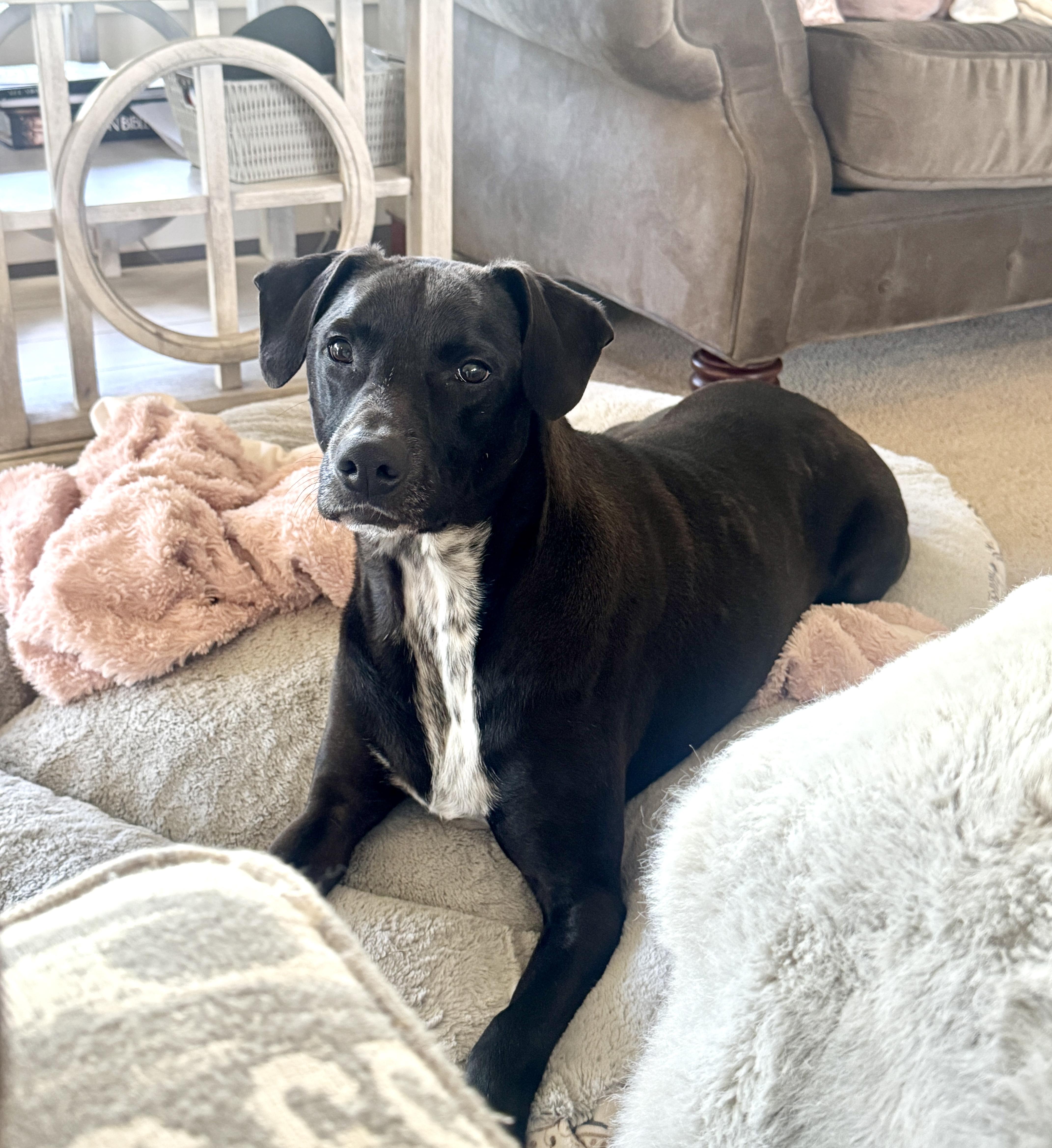 An adult medium-sized male Black Labrador Retriever dog named Ralphie for adoption in Lima, OH