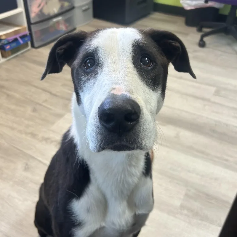 An adult medium-sized male Black Border Collie dog named River for adoption in Emporia, KS