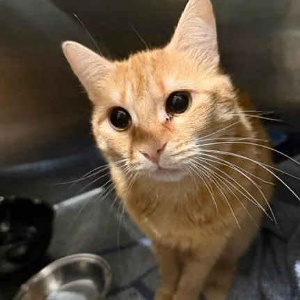 A young medium-sized female Domestic Short Hair cat named Maple for adoption in Cumming, GA