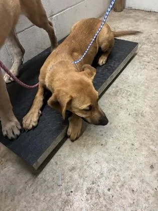 A baby medium-sized female German Shepherd Dog dog named Betty for adoption in Gainesville, FL