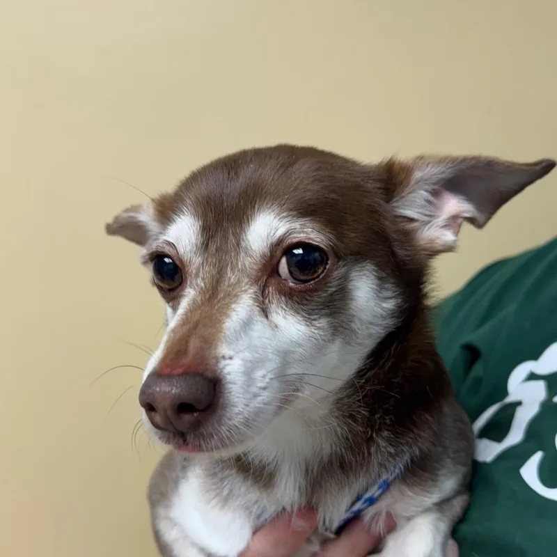 An adult small-sized male Black Chihuahua dog named MONTStray for adoption in Perkiomenville, PA