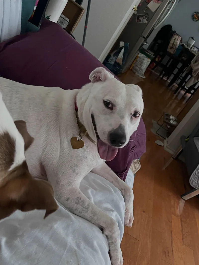 An adult medium-sized female White / Cream American Staffordshire Terrier dog named Rosie for adoption in Buda, TX