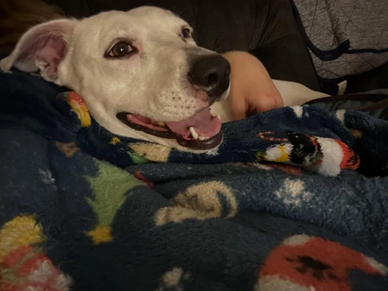 Rosie thumbnail 2