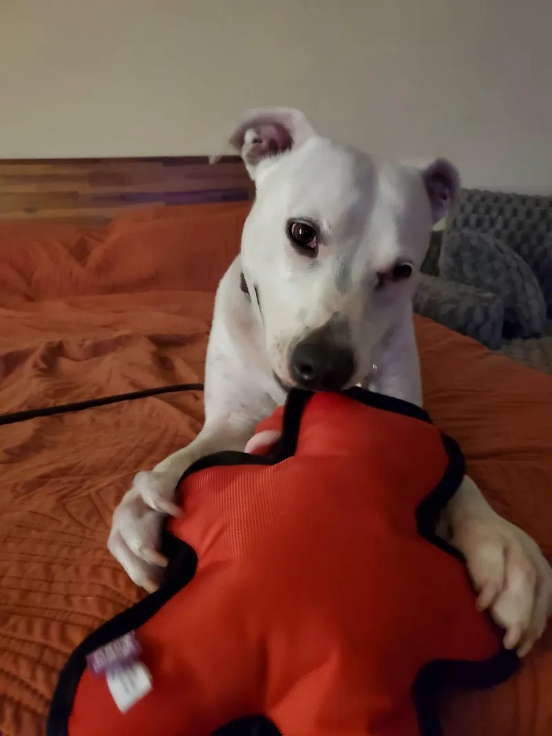 Rosie thumbnail 4