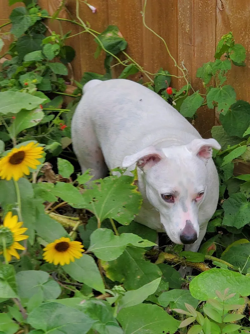 Rosie thumbnail 5