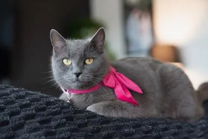 An adult medium-sized female Domestic Short Hair cat named Ashton Fiv+ for adoption in Fort Worth, TX