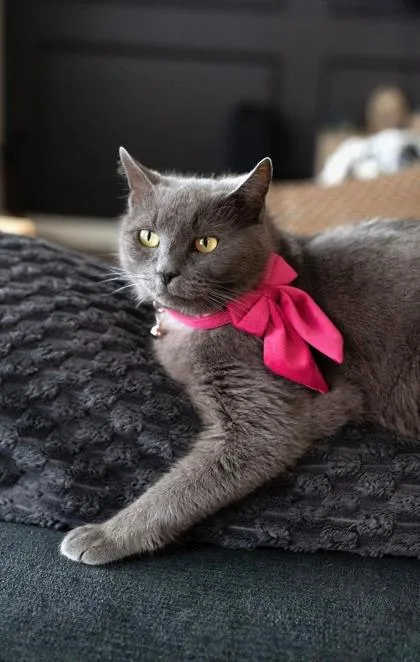 Ashton Fiv+ thumbnail 2