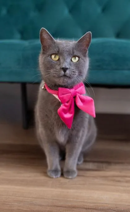 Ashton Fiv+ thumbnail 3