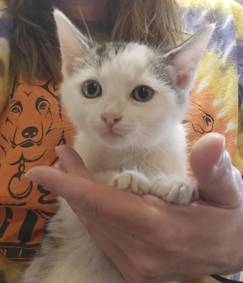 A baby medium-sized male Domestic Short Hair cat named Widget for adoption in East Greenville, PA