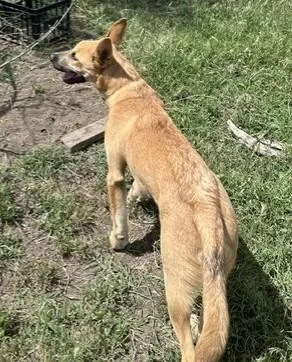 A baby large-sized male Yellow / Tan / Blond / Fawn Dutch Shepherd dog named Harry for adoption in Pasco, WA