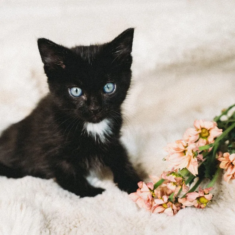 A baby small-sized female Black Domestic Short Hair cat named Vixi Jessup for adoption in Eagle Mountain, UT