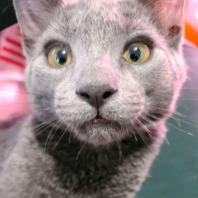 A baby large-sized male Tabby (Orange / Red) Domestic Short Hair cat named Flotsam and Jetsam for adoption in Midvale, UT