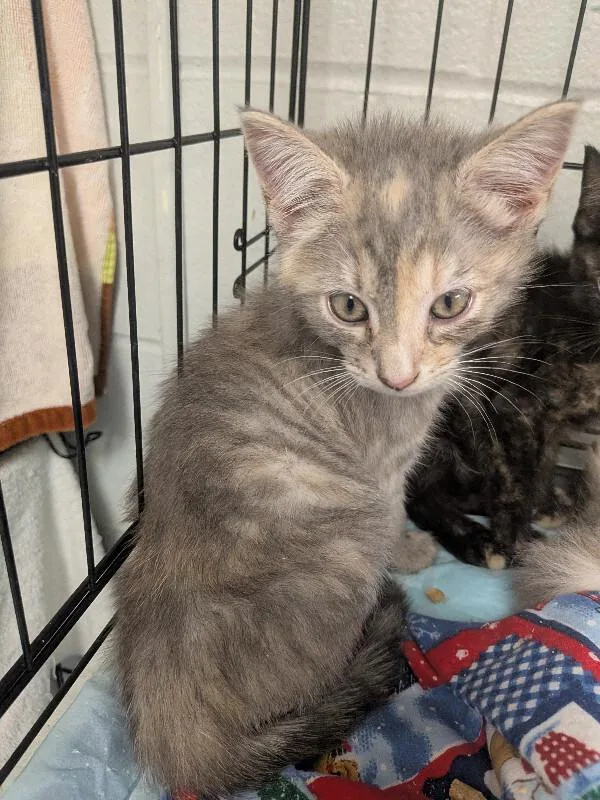 A young small-sized female Tabby (Gray / Blue / Silver) Domestic Short Hair cat named Bermuda for adoption in Cincinnati, OH