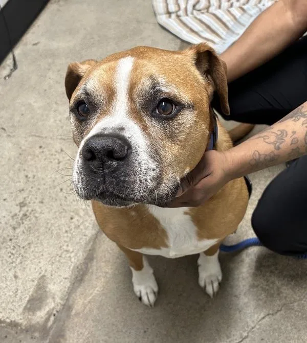 A senior extra large-sized male Boxer dog named Monty for adoption in Silverdale, WA