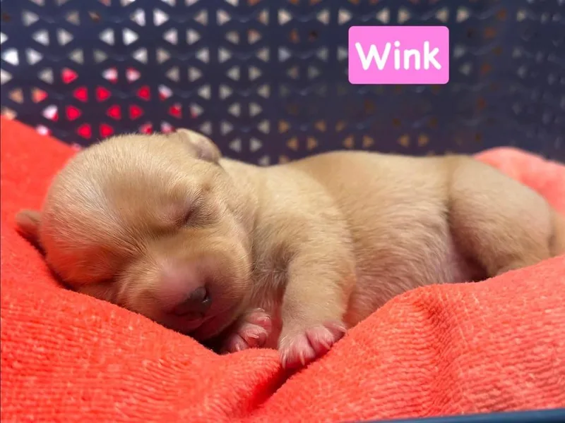 A baby small-sized female Chihuahua dog named Wink for adoption in Shawnee, OK