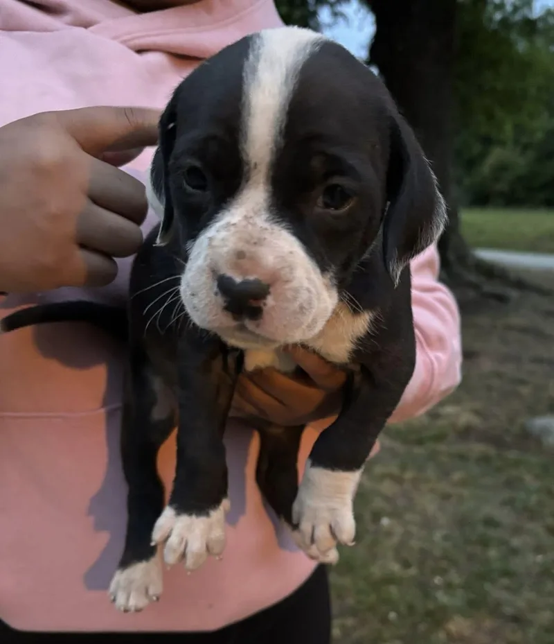 Frankie Sweet Girl Looking thumbnail 2