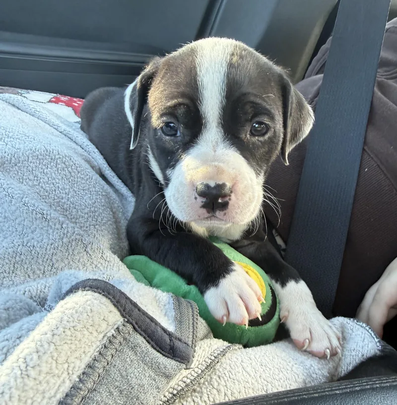 Frankie Sweet Girl Looking thumbnail 4