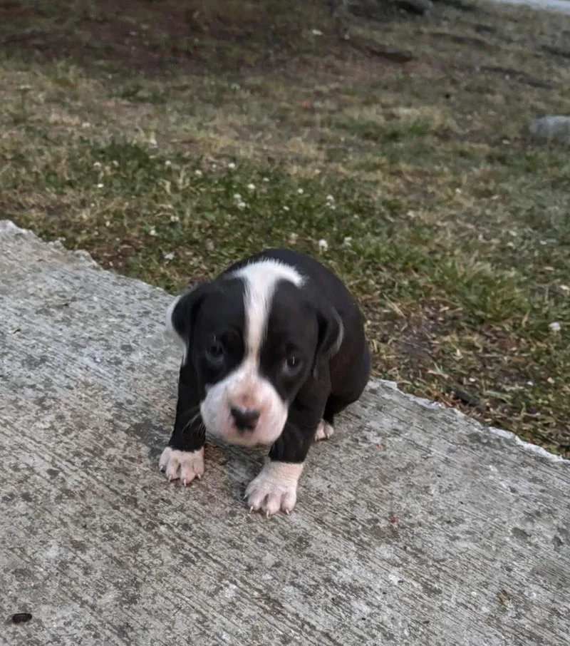 Frankie Sweet Girl Looking thumbnail 5