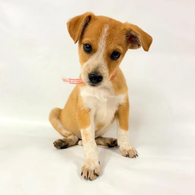 A baby small-sized male Australian Shepherd dog named Skeeter for adoption in Parker, CO
