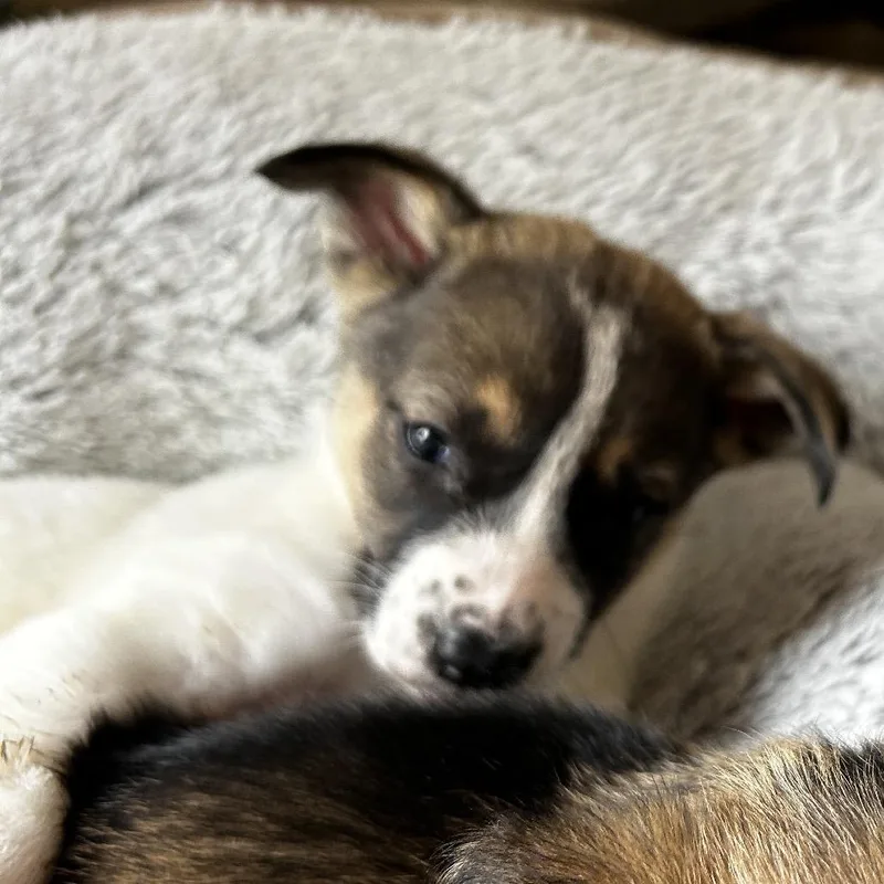 A baby medium-sized female White / Cream Mixed Breed dog named Asiago for adoption in Leander, TX