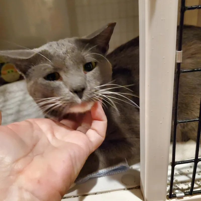 An adult medium-sized male Domestic Short Hair cat named Aragorn for adoption in Dallas, TX