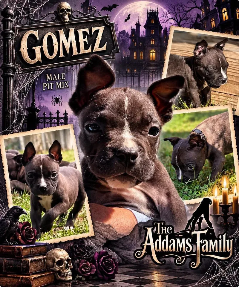 A baby medium-sized male Mixed Breed dog named Gomez for adoption in Pleasant Ridge, MI