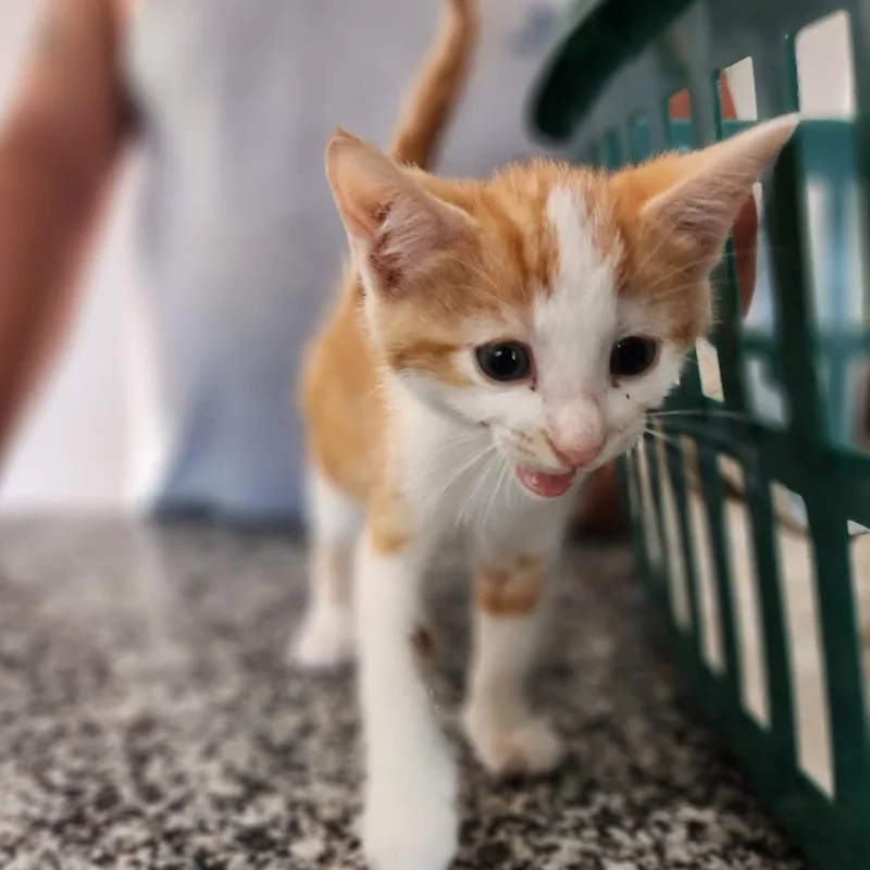 A baby small-sized male Orange / Red Domestic Short Hair cat named Milo for adoption in Centerville, TN