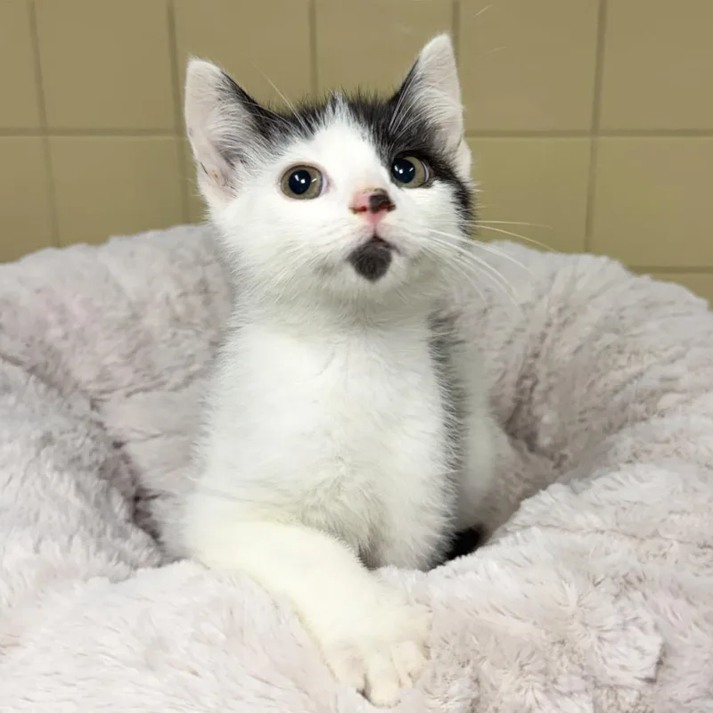 A baby small-sized male Black Domestic Short Hair cat named Bear for adoption in East Hampton, NY