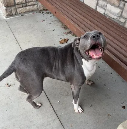 A senior large-sized female Mixed Breed dog named Nova for adoption in Cincinnati, OH