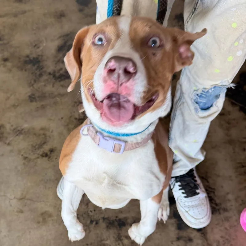 A young medium-sized female Terrier dog named Wendy aka "Koda" for adoption in Clarksdale, MS