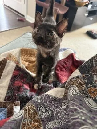 A baby small-sized female Domestic Short Hair cat named Nova for adoption in New Orleans, LA