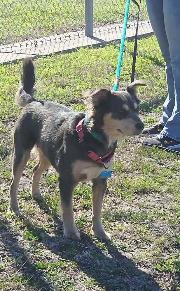 An adult medium-sized female Tricolor (Brown, Black, & White) Australian Shepherd dog named Chevy for adoption in Lockhart, TX