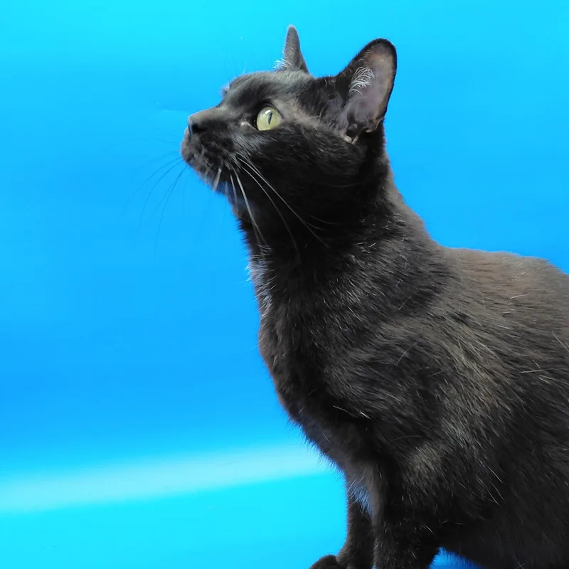 A senior medium-sized male Black Domestic Short Hair cat named Tesla for adoption in Springfield, MO