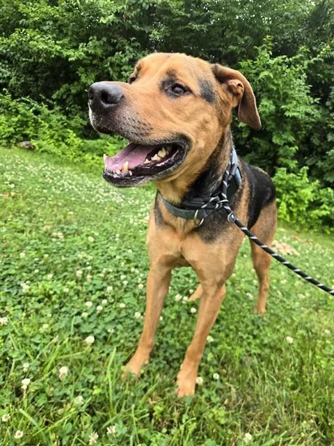 An adult large-sized male German Shepherd Dog dog named Boomer for adoption in Olivette, MO