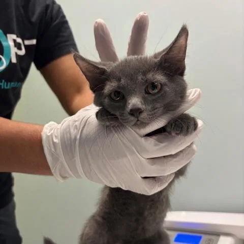 A baby small-sized female Domestic Short Hair cat named Rubey for adoption in Mooresville, NC