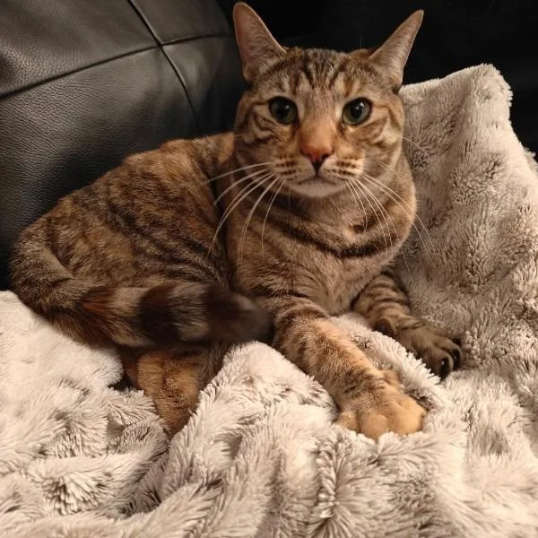 Cherry Blossom thumbnail 2