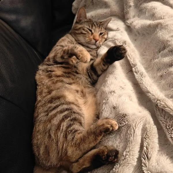 Cherry Blossom thumbnail 3