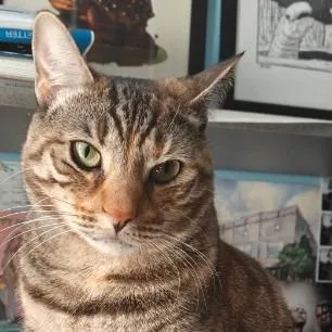 Cherry Blossom thumbnail 4