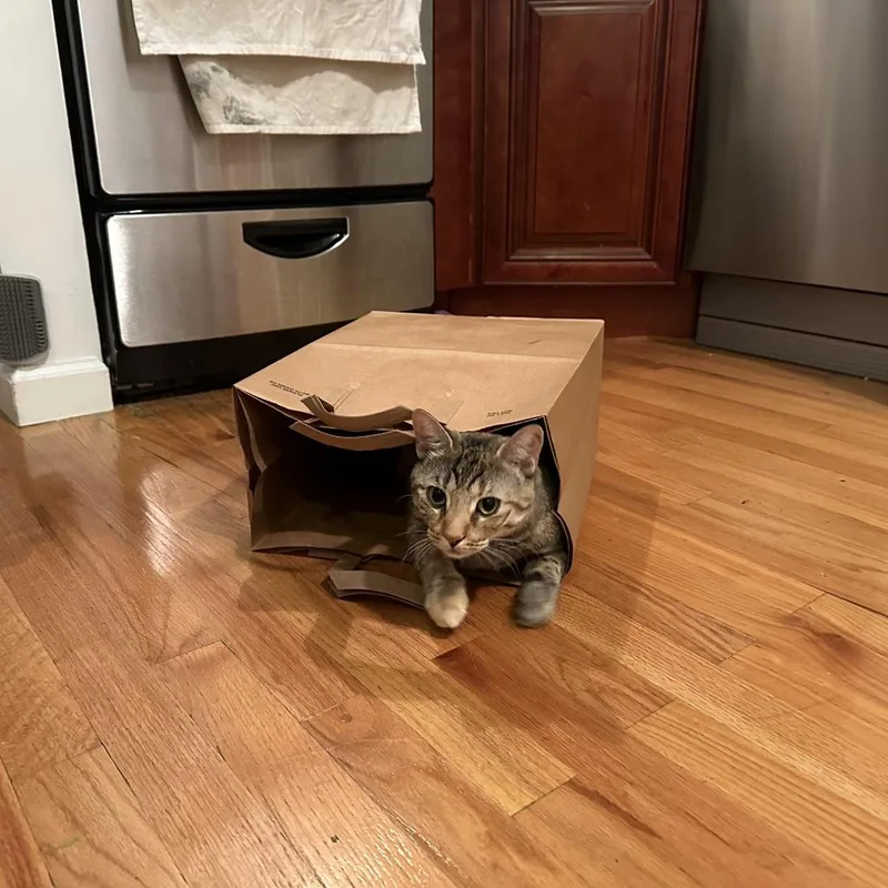 Cherry Blossom thumbnail 5