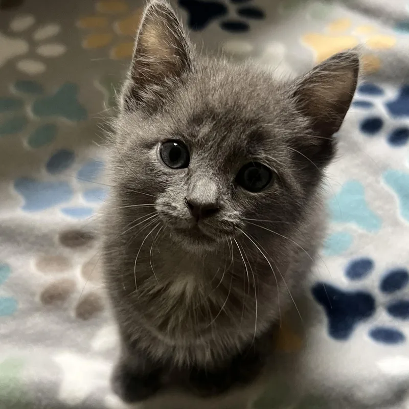 A baby medium-sized female Gray / Blue / Silver Domestic Short Hair cat named Ada for adoption in Toledo, OH