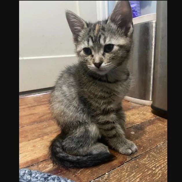 A baby small-sized female Tabby (Tiger Striped) Domestic Short Hair cat named Cynthia Coleman for adoption in Morrison, CO