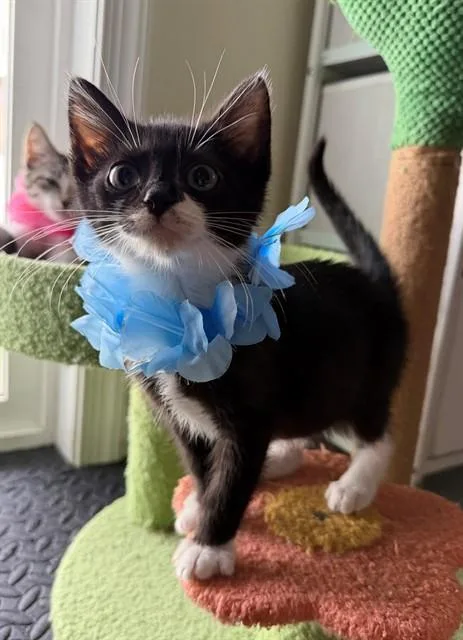 A baby small-sized male Domestic Short Hair cat named Cyan for adoption in Upper Marlboro, MD