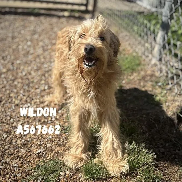 Wildon