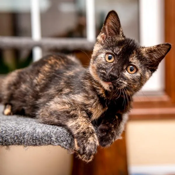 A baby small-sized female Domestic Short Hair cat named Sable  Bonded Buddy for adoption in Des Moines, IA